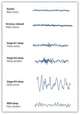 Sleep - Why is it so important? Rem Sleep Cycle, Introduction To Psychology, Stages Of Sleep, Rem Sleep, Clinical Social Work, How To Sleep Faster, States Of Consciousness, Sleep Cycle, Circadian Rhythm