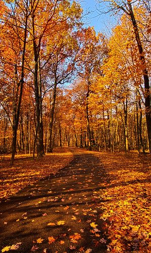 a dirt road surrounded by trees with leaves on the ground