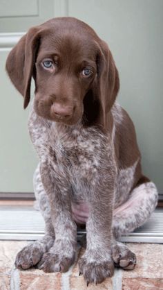 a brown and white puppy is sitting on the door sill looking at the camera