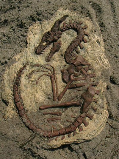 an image of a fossil in the sand that looks like it is holding a lizard