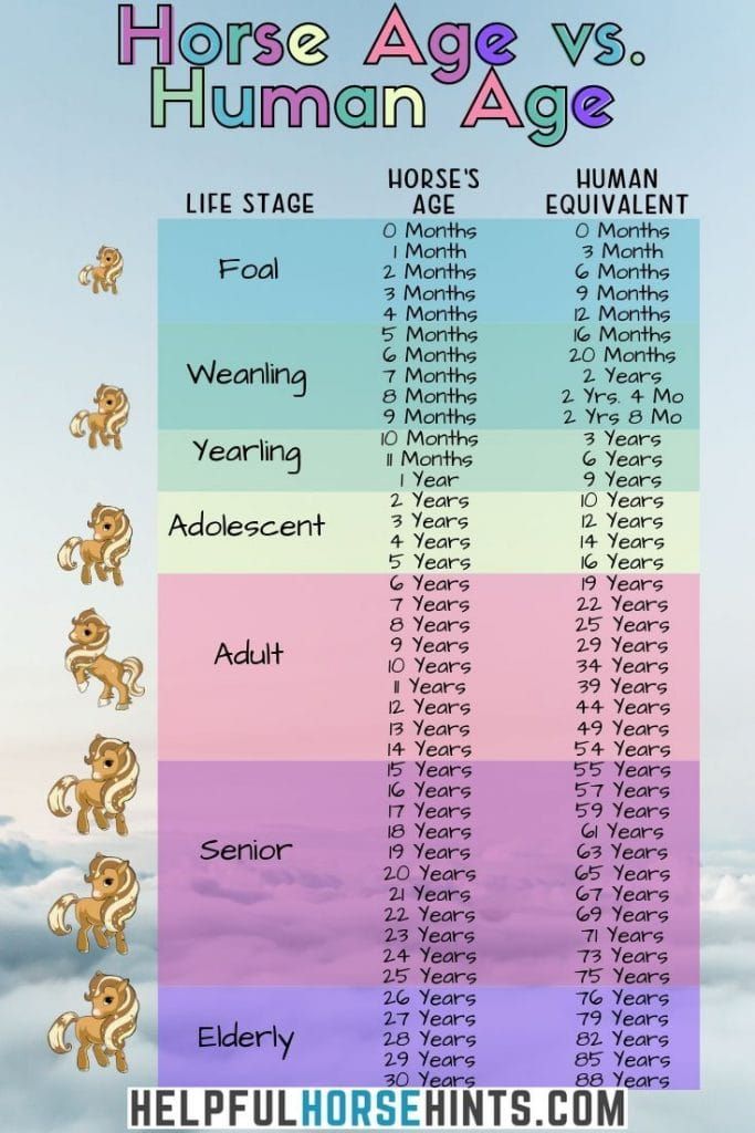 the horse age chart is shown with different colors