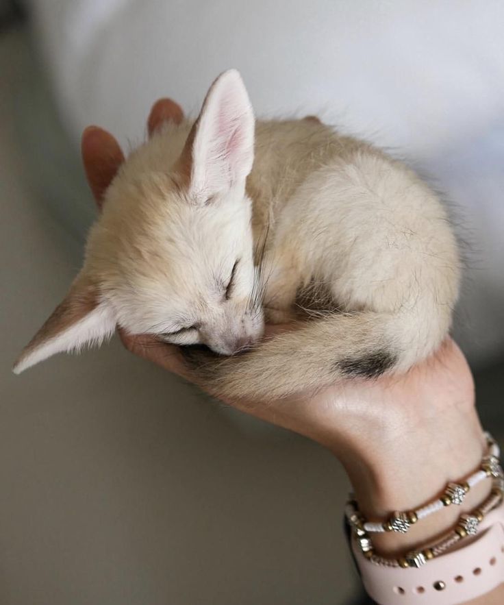 a small white kitten sleeping on top of someone's hand with bracelets around it