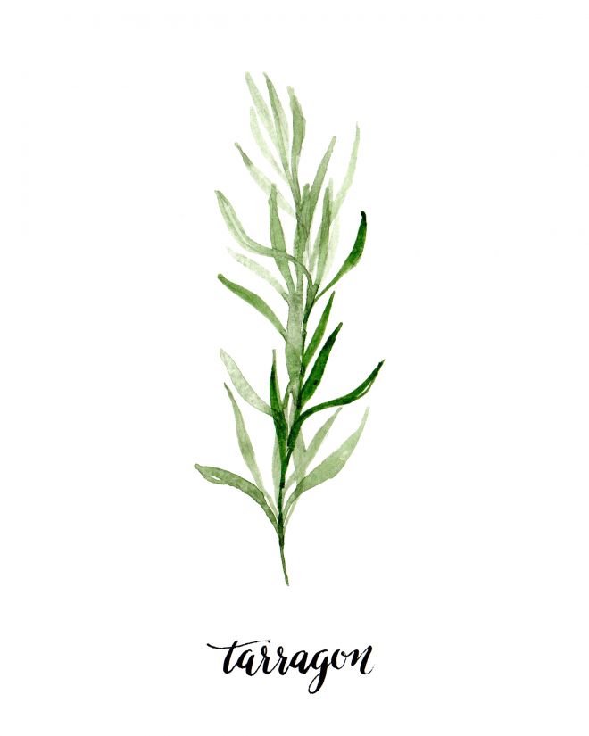 a green plant with the word tarragn written in black ink on a white background