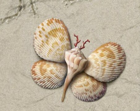 three seashells on the sand with one shell still attached