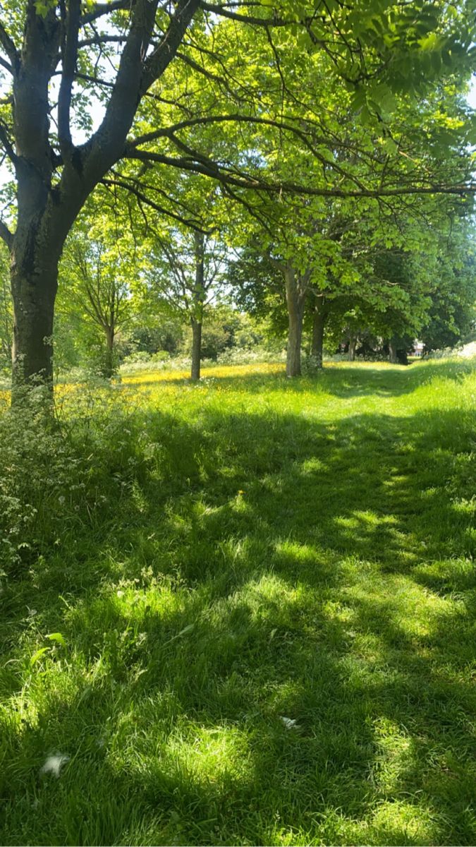 an open field with trees and grass