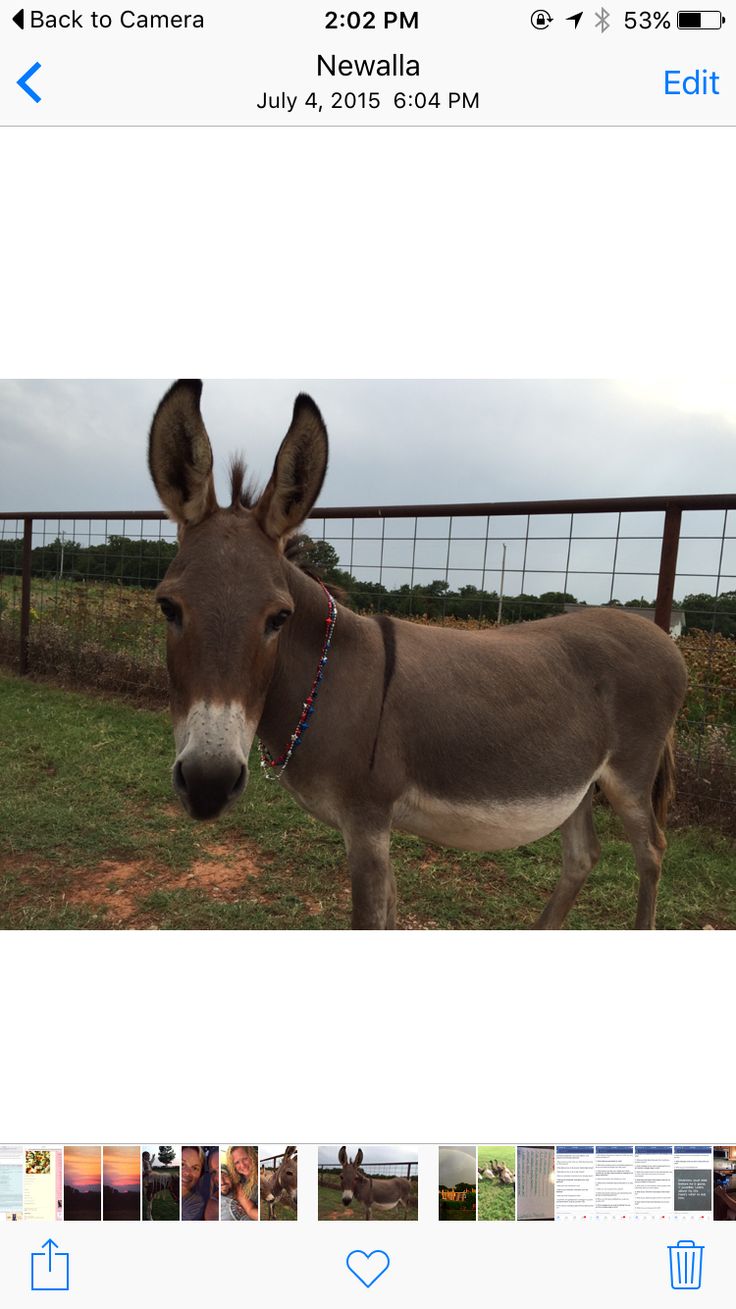 a donkey standing in the grass next to a fence