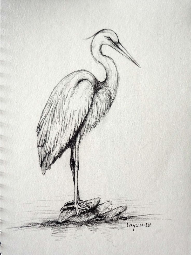 a pencil drawing of a crane standing on a rock with its beak open and it's long legs spread out