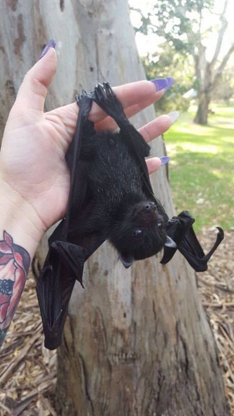 a person holding a small bat in their hand