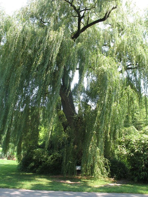 a large willow tree in the middle of a park