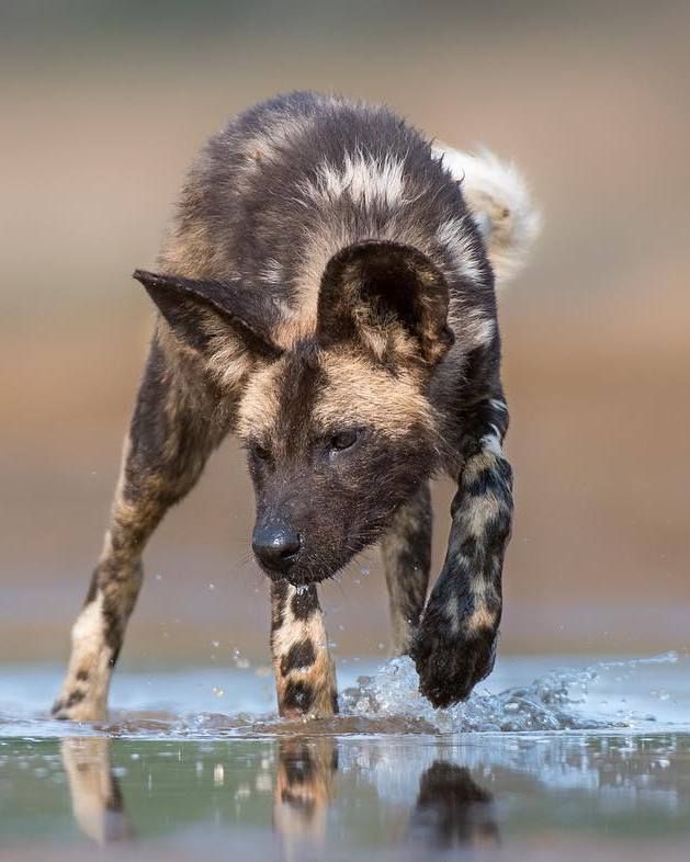 a dog is running through the water with his paw in it's mouth