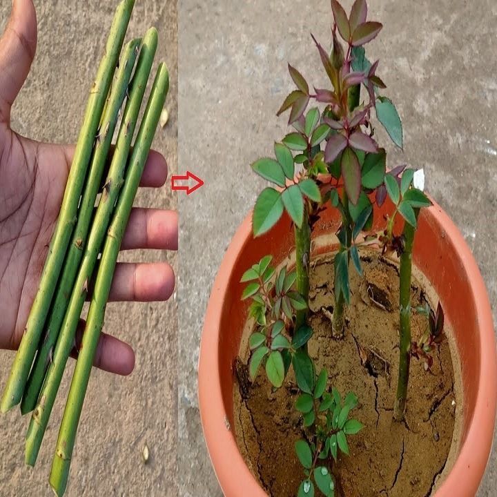 a hand is holding a plant with green stems