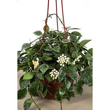 a potted plant with white flowers and green leaves hanging from it's side