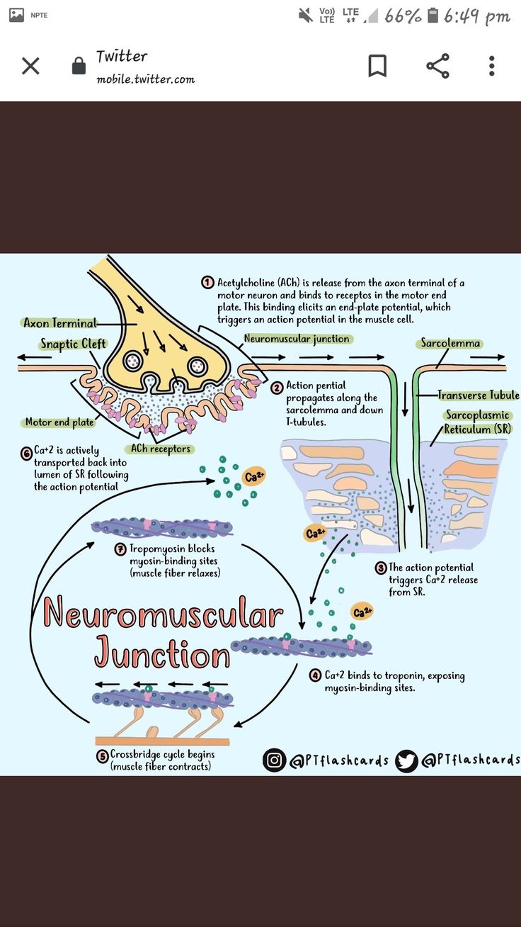 an image of a cell phone screen with the text neuromuscular junction on it