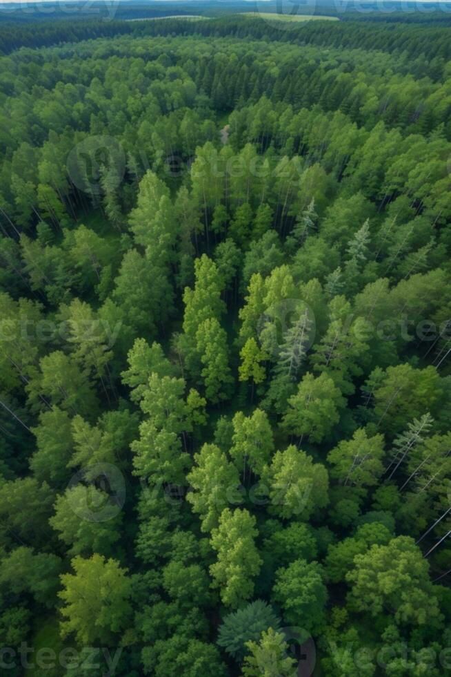 Aerial top view of summer green trees in forest in rural Finland.. AI generated Forest Top View, Trees In Forest, Vector Texture, Forest Background, Summer Green, Green Trees, Top View, Aerial View, Finland