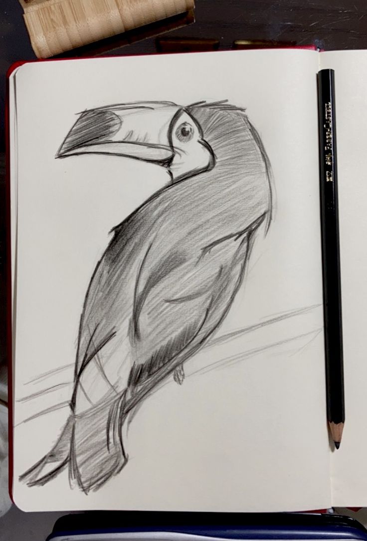 a drawing of a toucan sitting on top of a book next to a pencil