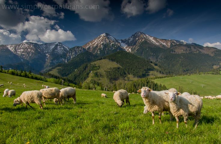 a herd of sheep standing on top of a lush green hillside covered in snow capped mountains