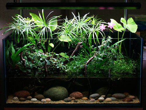 an aquarium filled with plants and rocks