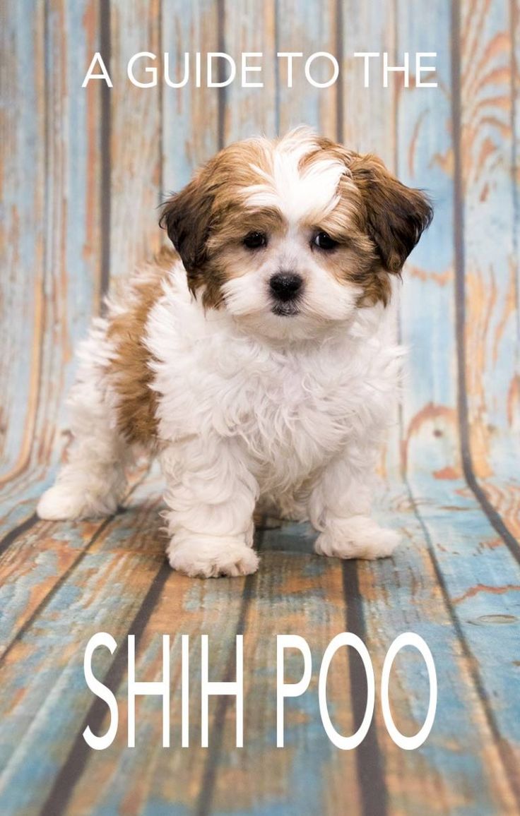 a small brown and white dog sitting on top of a blue wooden floor with the words, a guide to the shih poo