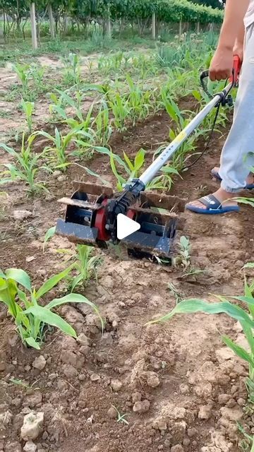 a person is using a lawn mower in the middle of a field with corn