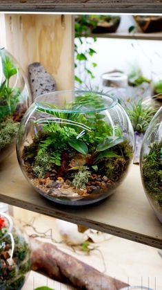 several glass bowls filled with plants and rocks