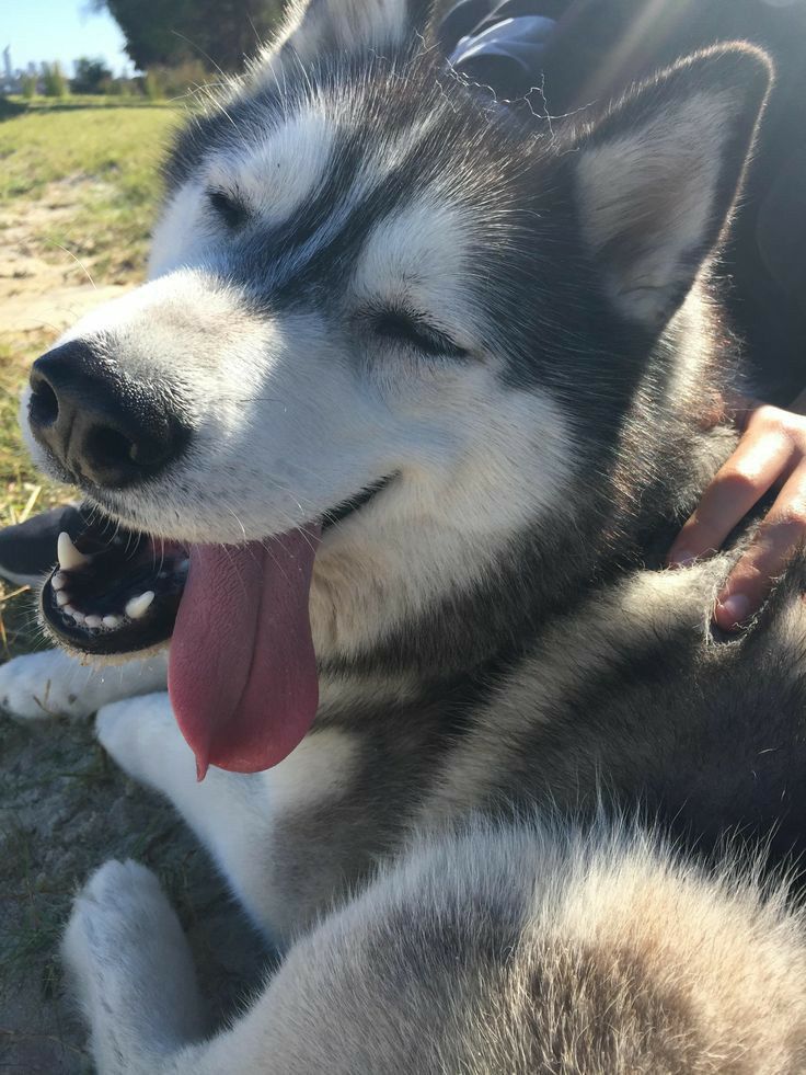 a close up of a dog laying on the ground with its mouth open and tongue out