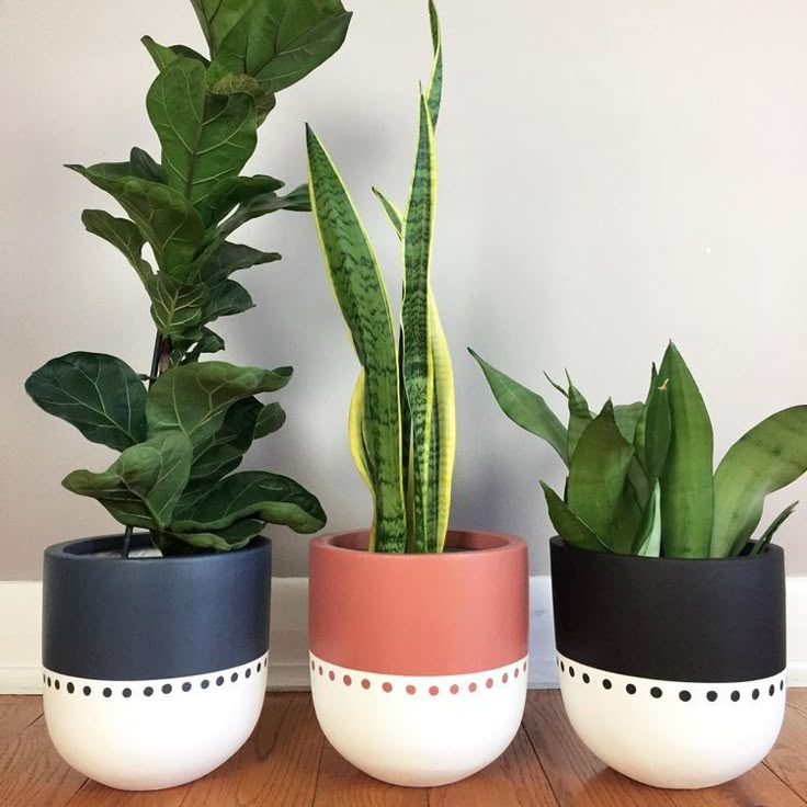 three potted plants sitting on top of a wooden table