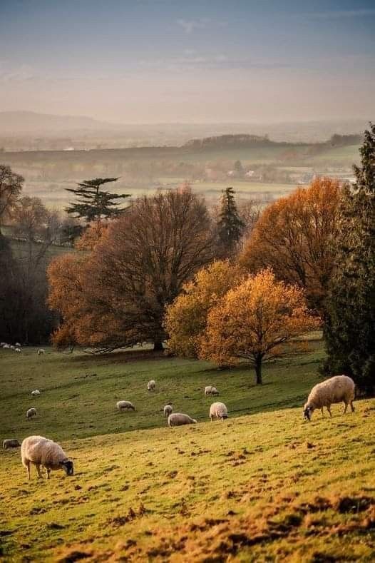 sheep grazing in a field with trees and hills in the background