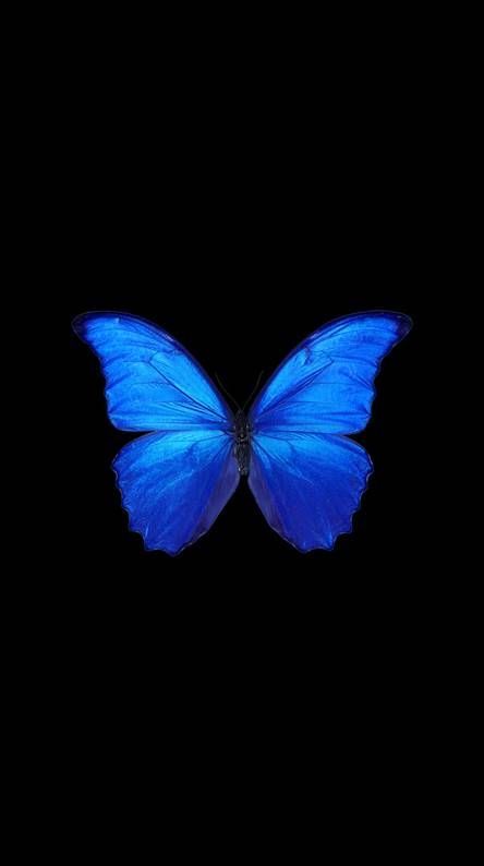 a blue butterfly flying in the dark