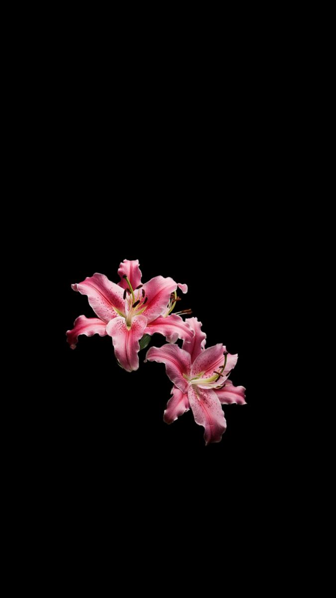 three pink flowers are in the dark on a black background