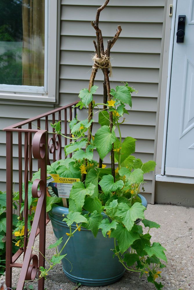 a potted plant with green leaves and yellow flowers in front of a home door