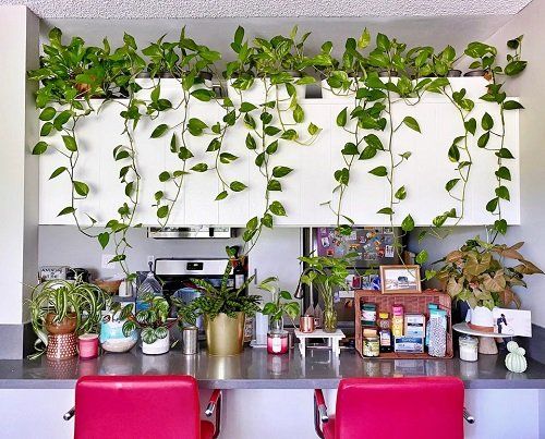 two red chairs sitting in front of a counter with plants growing on the wall behind them