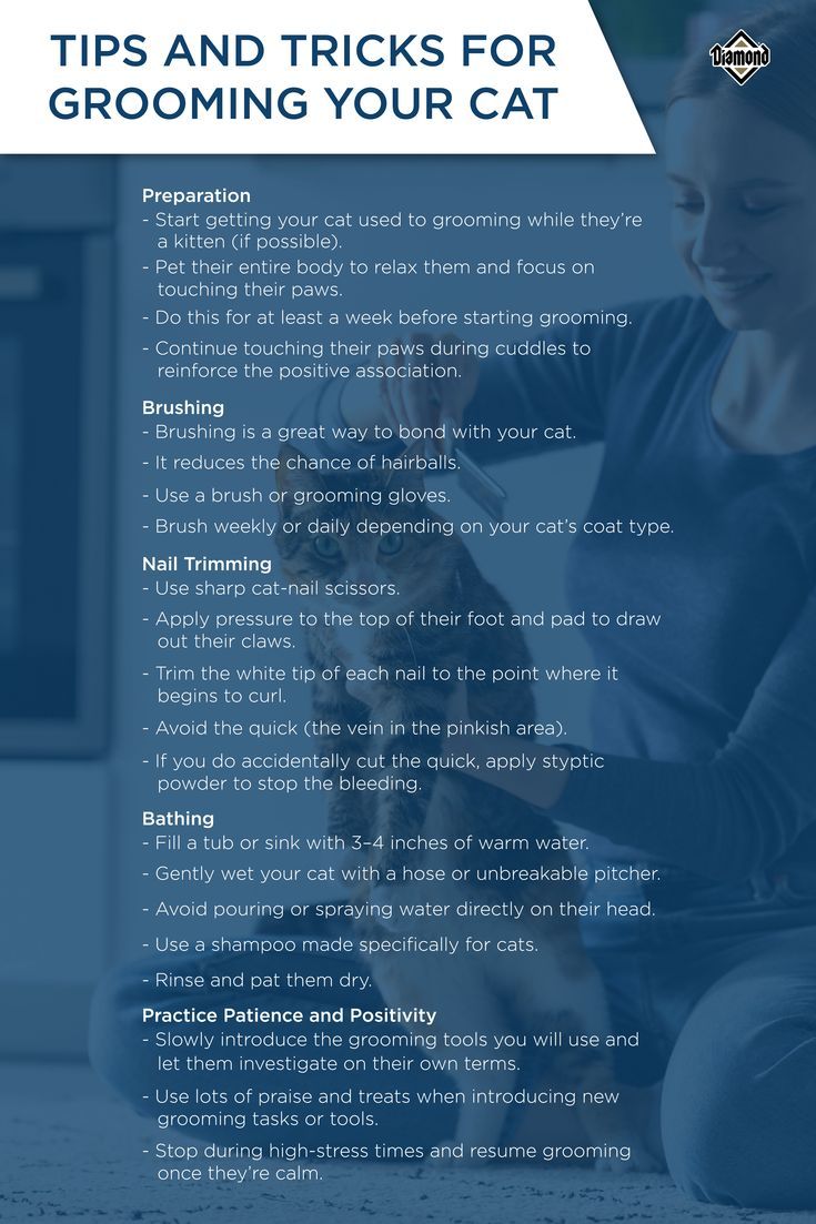 a woman sitting on the floor in front of a computer with text that reads tips and tricks for grooming your cat