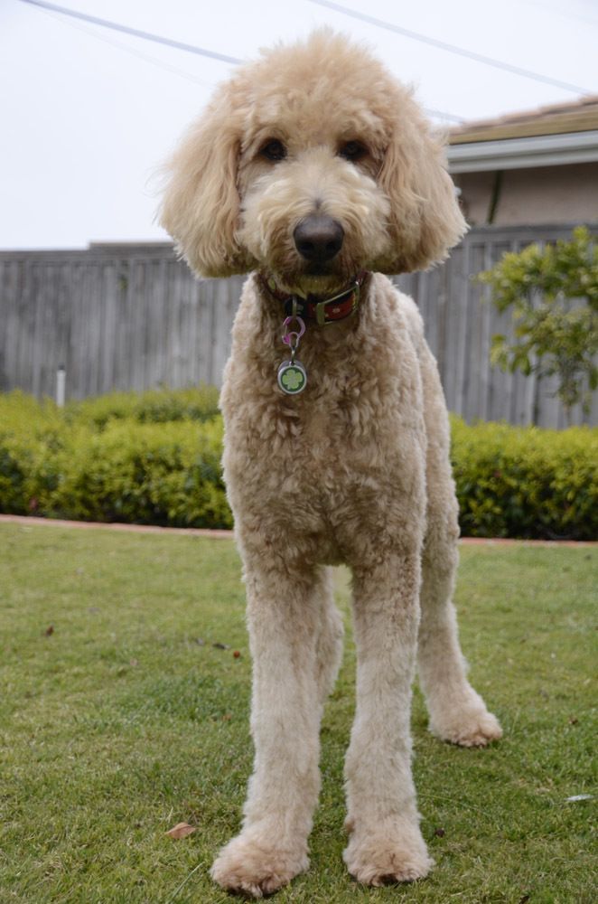 a white poodle standing on top of a lush green field