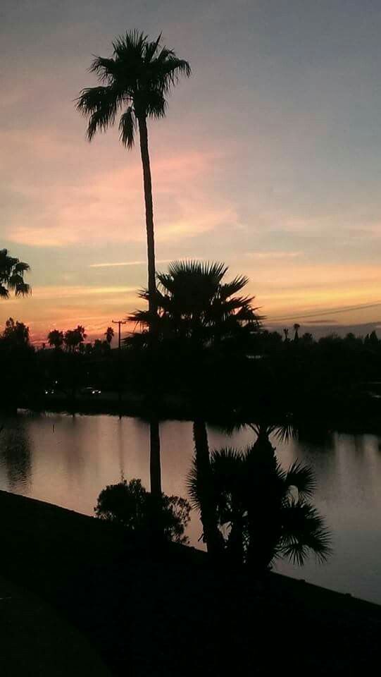 palm trees are silhouetted against the setting sun over a body of water in a park