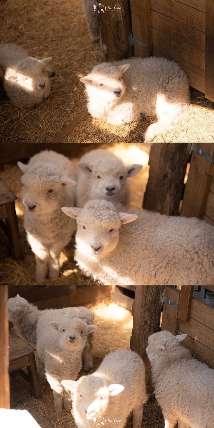 several white sheep are standing around in their pen