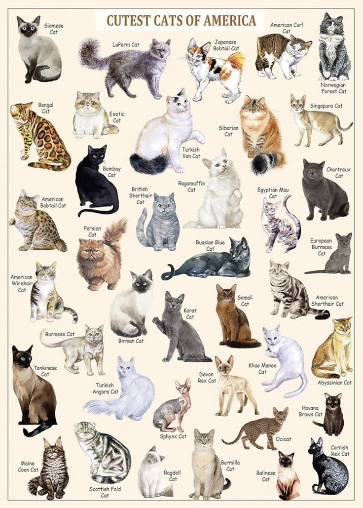 a poster with many different kinds of cats on it's sides, including the names and