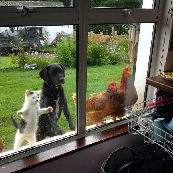 a dog and cat are looking out the window at chickens