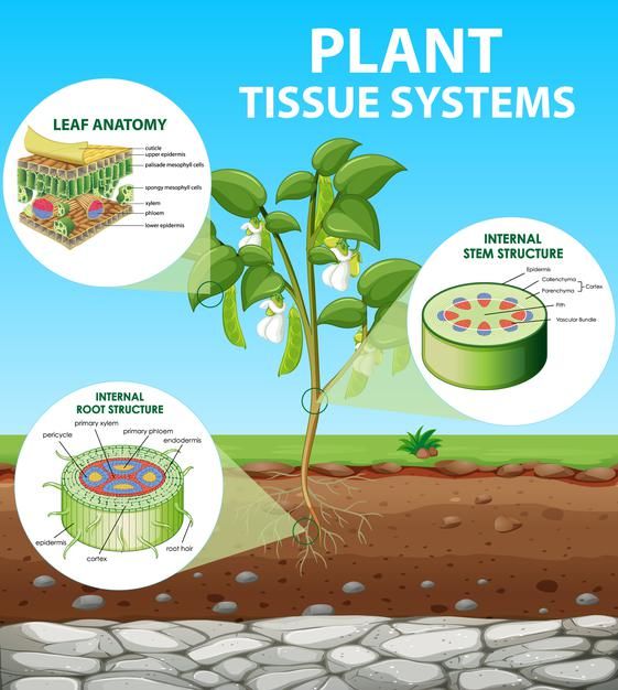 the plant tissue system is shown in this diagram, and shows what it looks like