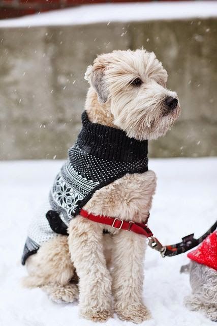 a small white dog wearing a black sweater and red leash standing in the snow with its owner