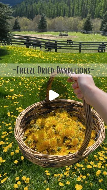 a basket filled with yellow dandelions sitting on top of a lush green field