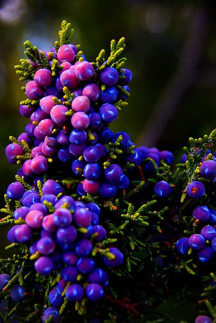 purple berries are growing on the branches of a tree