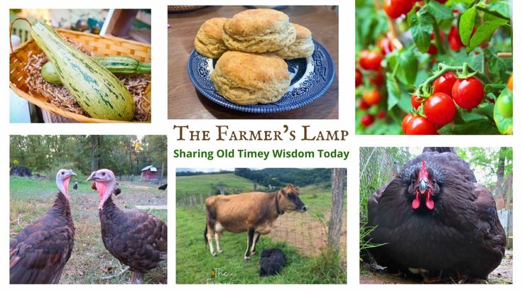 The Farmer's Lamp | Poultry, Homsteading, Gardening, Recipes More