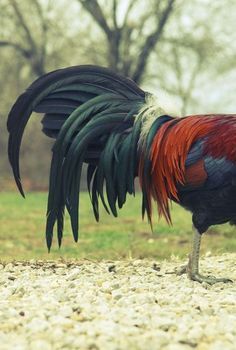 a red and black rooster standing on top of a gravel covered ground next to trees