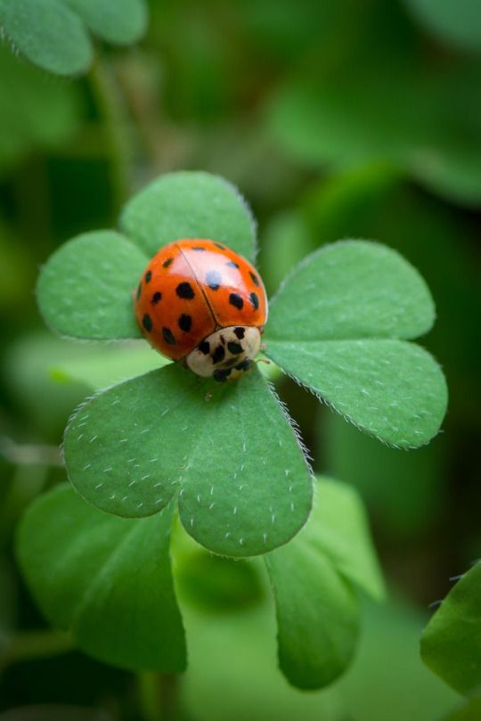 a lady bug sitting on top of a green leaf