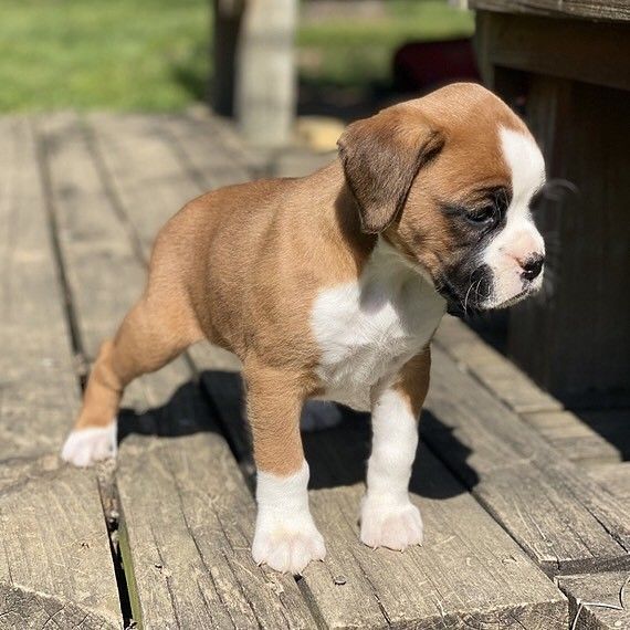 a brown and white puppy standing on top of a wooden deck