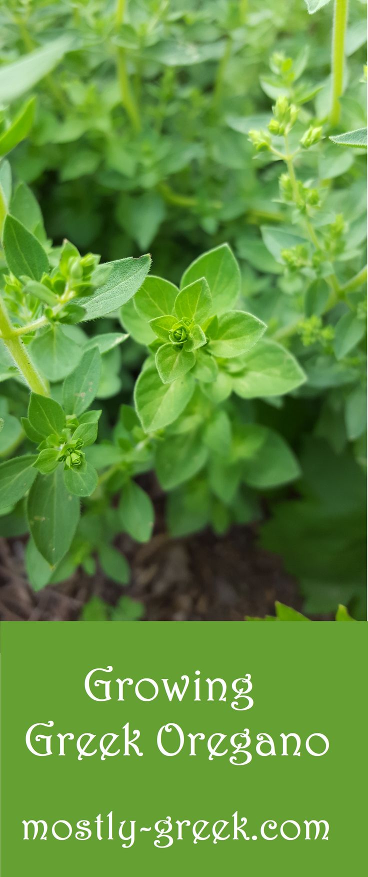 growing greek oregano in the garden with text overlay