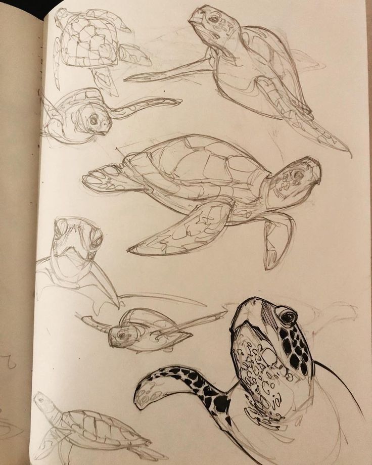 an open book with drawings of sea turtles and turtle heads on it's pages