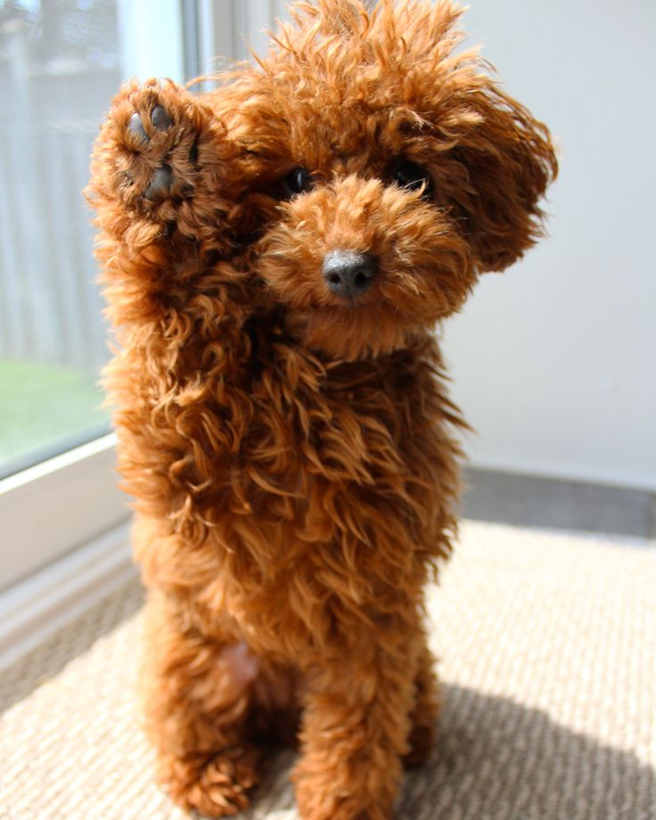 a small brown dog standing next to a window