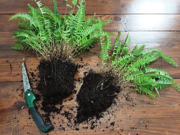 two plants and a pair of scissors on a wooden table with dirt in the soil