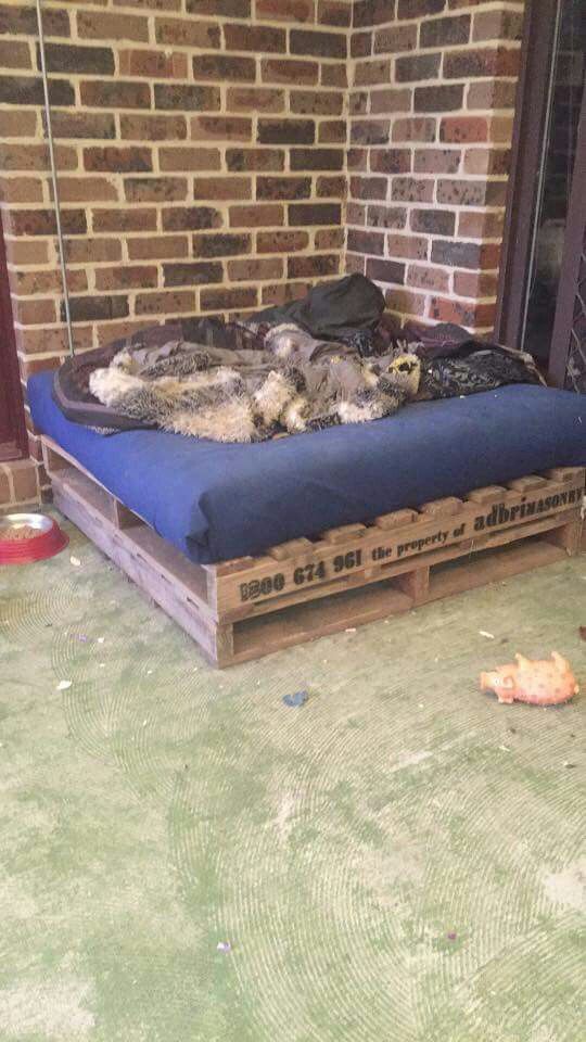 a dog laying on top of a blue mattress in front of a brick wall and door